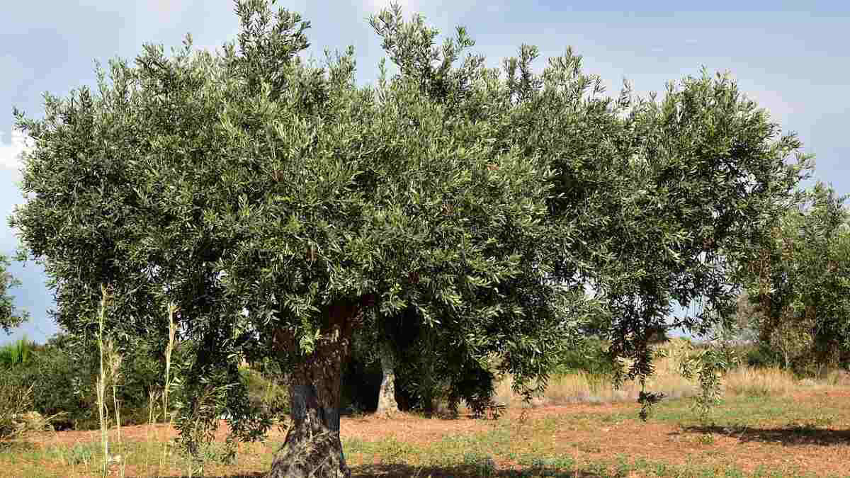 Crolla la produzione di olio d'oliva: colpa della siccità