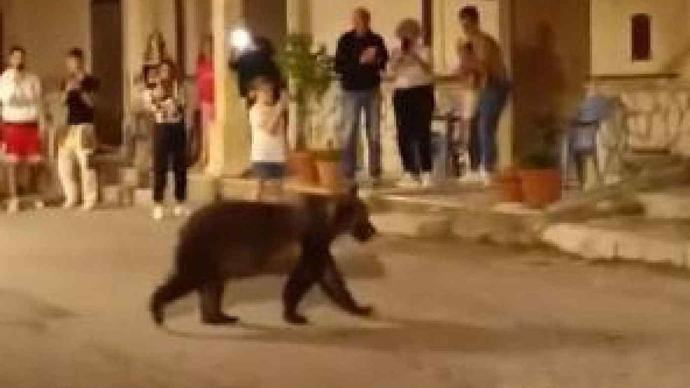 L'orsa Amarena, mamma di Juan Carrito, è stata uccisa a fucilate: il responsabile è stato identificato
