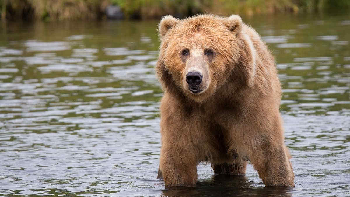Escursionisti seguiti per 20 minuti da due orsi grizzly. Ecco come si sono comportati per salvarsi la vita | Video
