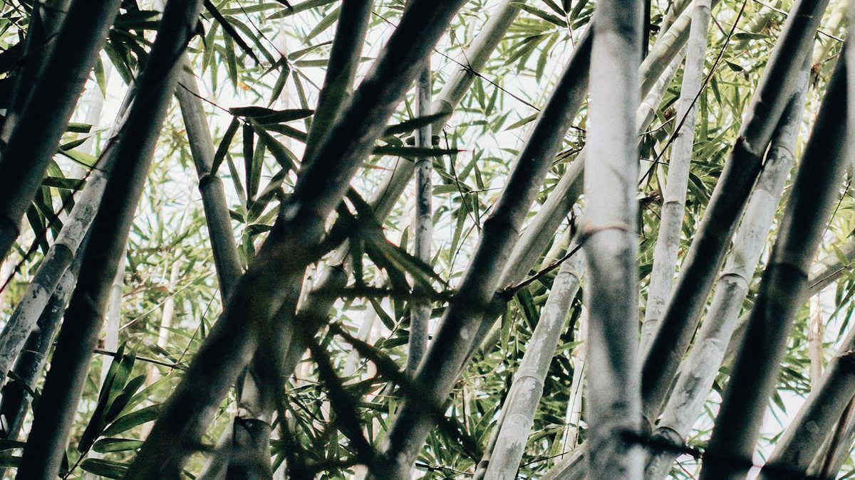 Giappone: come mai la fioritura del bambù nero dopo 120 anni non è una bella notizia?