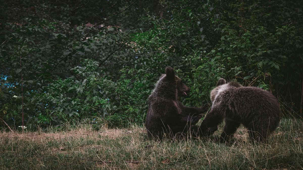 Come stanno i cuccioli di orsa Amarena? Ultimi aggiornamenti dal Parco Nazionale d'Abruzzo, Lazio e Molise