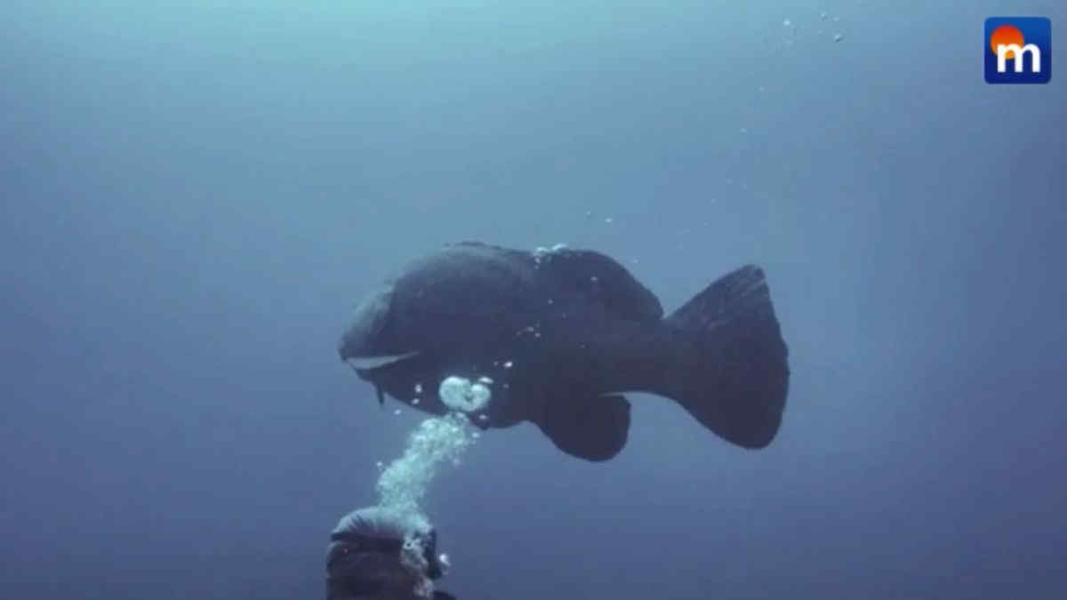La cernia gigante atlantica, spettacolo per i sub ma a rischio per la pesca. VIDEO