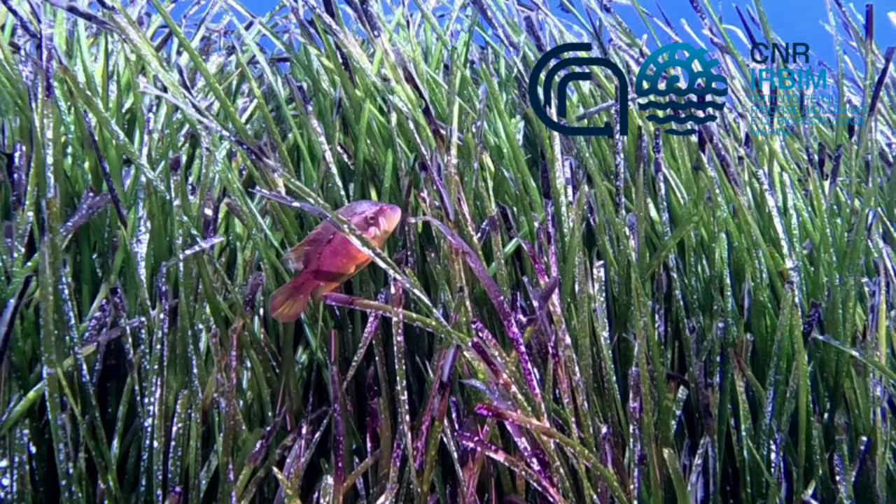 Tordo Con Basetta Il Pesce Tropicale Avvistato In Italia Ecco Dove Tordo Con Basetta Il Pesce Tropicale Avvistato In Italia Ecco Dove