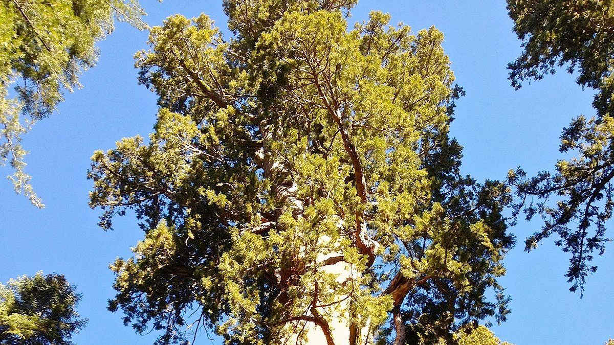 Generale Sherman è la sequoia più grande del mondo: è alto 84 metri e vive da 2500 anni | Video