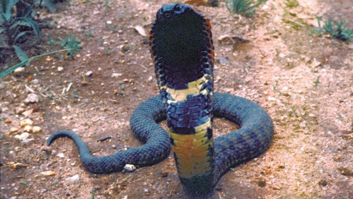 Scoperta nuova specie di serpente dal DNA del rettile di un museo dello Zimbabwe