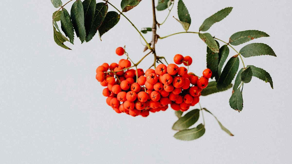 Sorbe, alla (ri)scoperta dei frutti dimenticati, simbolo dell’autunno