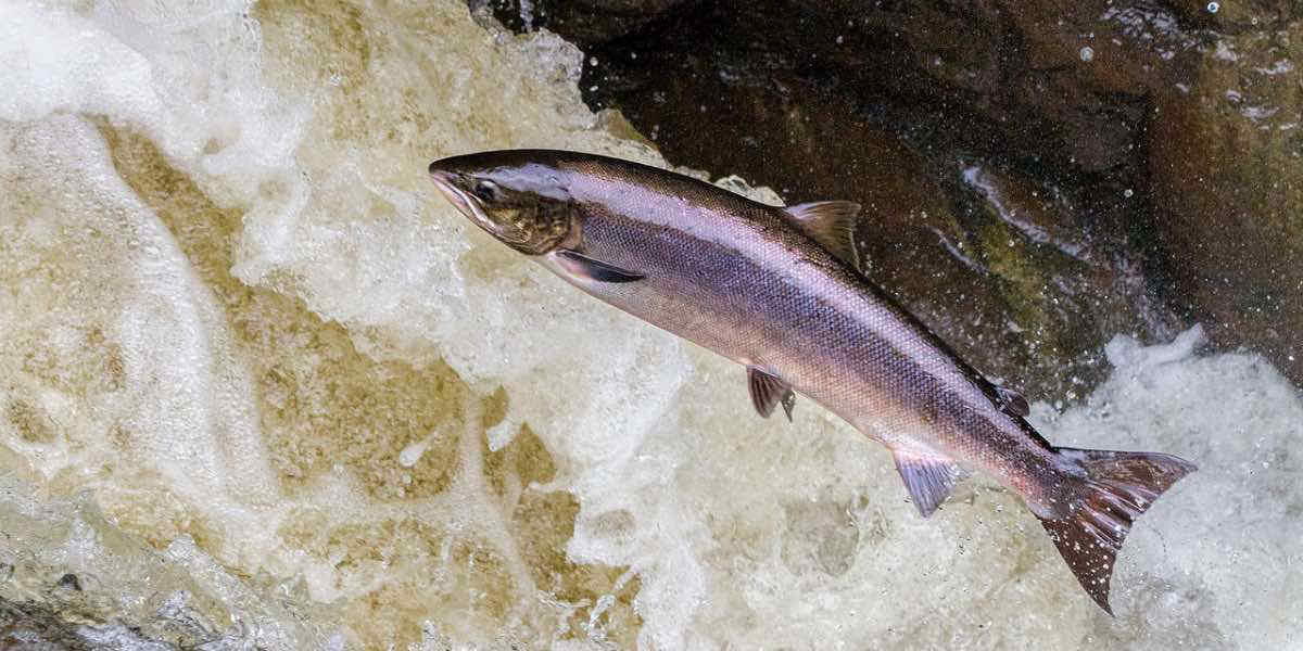 Salmoni scappati da un allevamento in Islanda: si teme una catastrofe ambientale