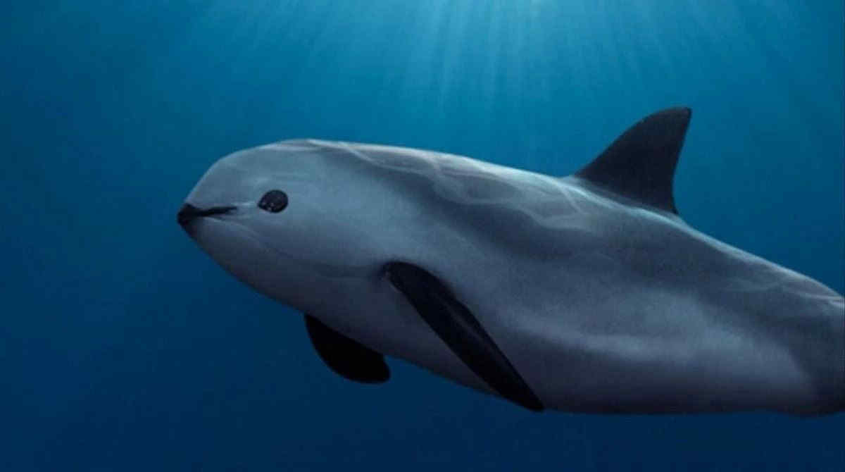 Allerta estinzione per la vaquita, il cetaceo più piccolo al mondo: se ne contano solo 9