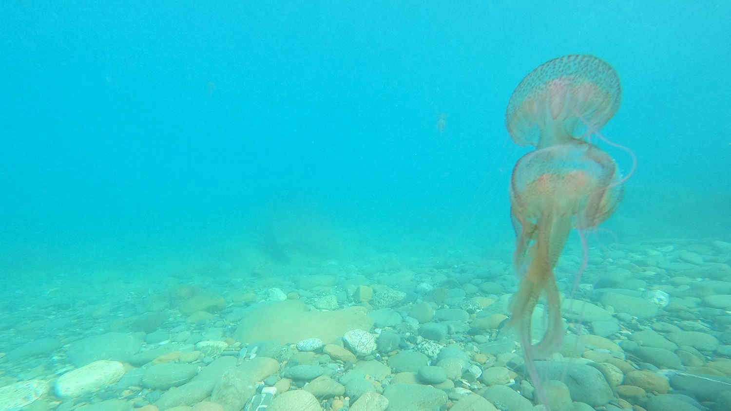 Coste toscane invase da migliaia di meduse tra Livorno e il Giglio