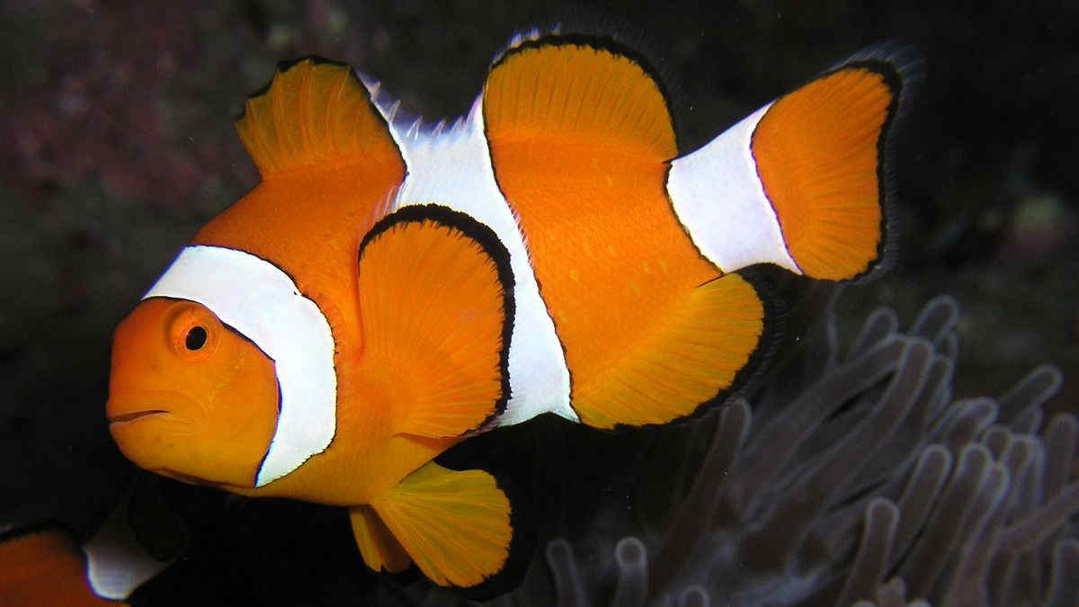 I pesci pagliaccio come Nemo hanno una sorprendente abilità matematica