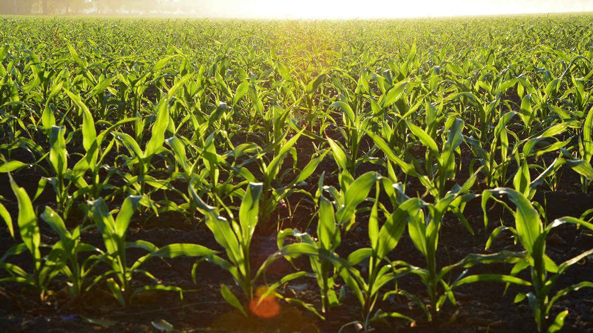Siccità record in Messico, la produzione di mais cala del 40%: i dati