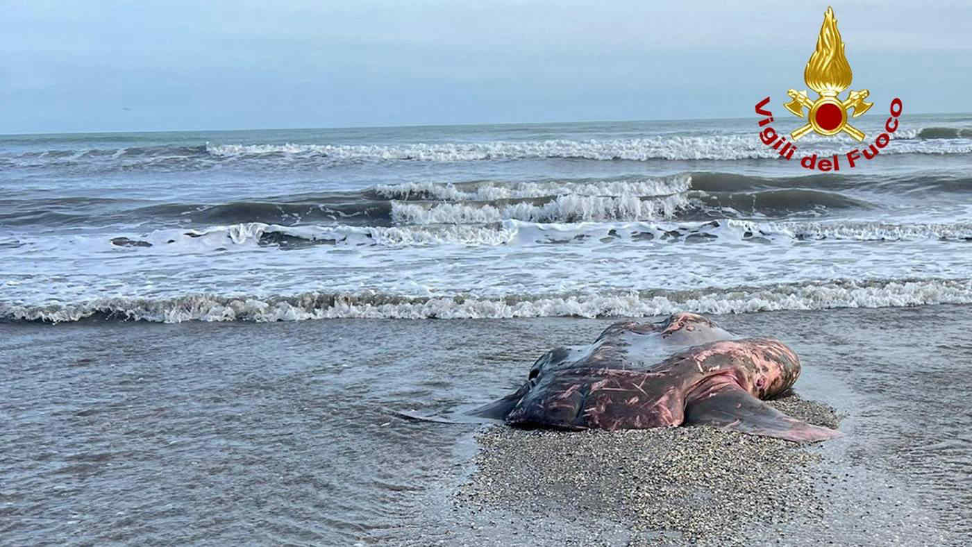 Pesce luna di due metri trovato morto in spiaggia al Lido di Venezia