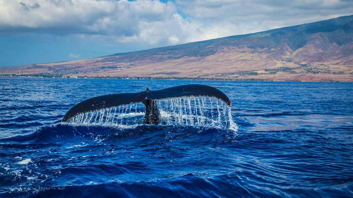 Ecco dove si può fare Whale Watching, ammirando le balene da vicino anche in Italia