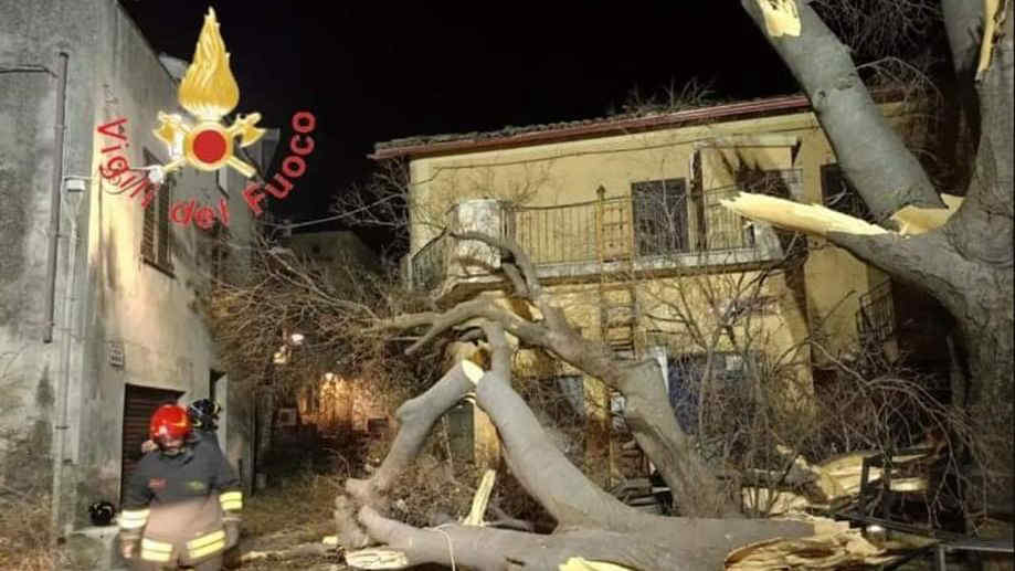 Maltempo, si spezza un albero in Calabria a Belcastro: aveva 225 anni | FOTO e VIDEO