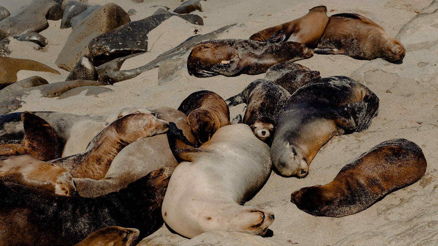 L'influenza aviaria H5N1 sta uccidendo leoni marini e foche in Perù e Cile: cosa sta succedendo?
