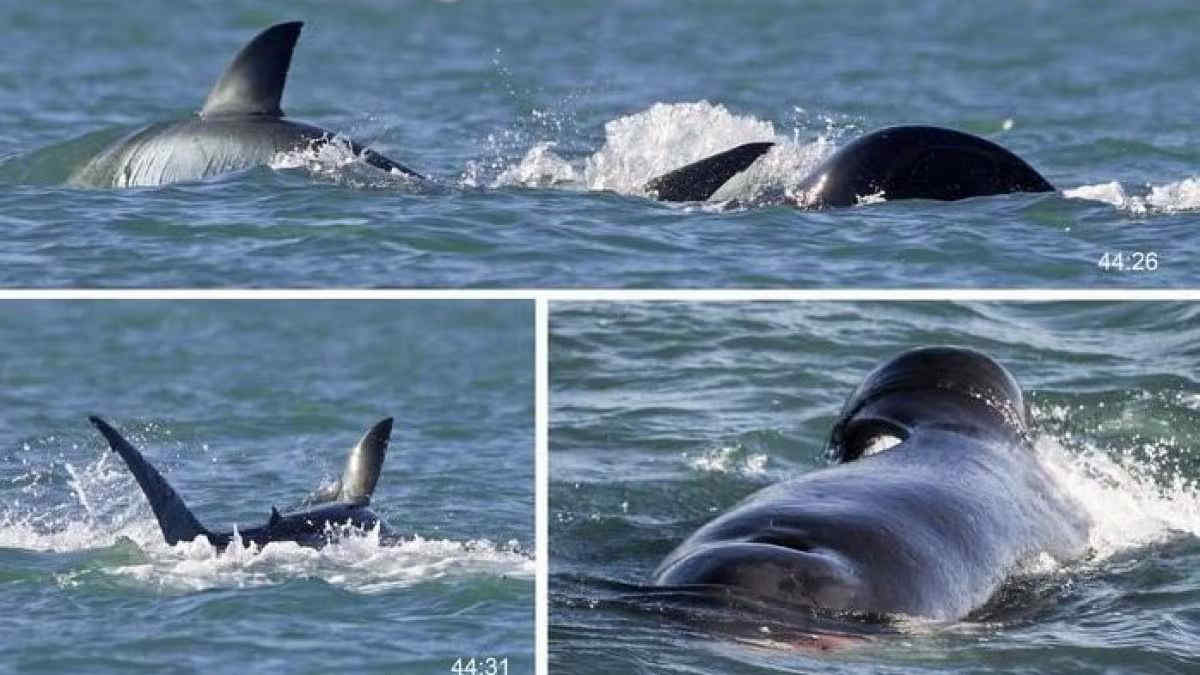Un'orca uccide uno squalo bianco a Mossel Bay, Sudafrica: l'attacco documentato con foto e video