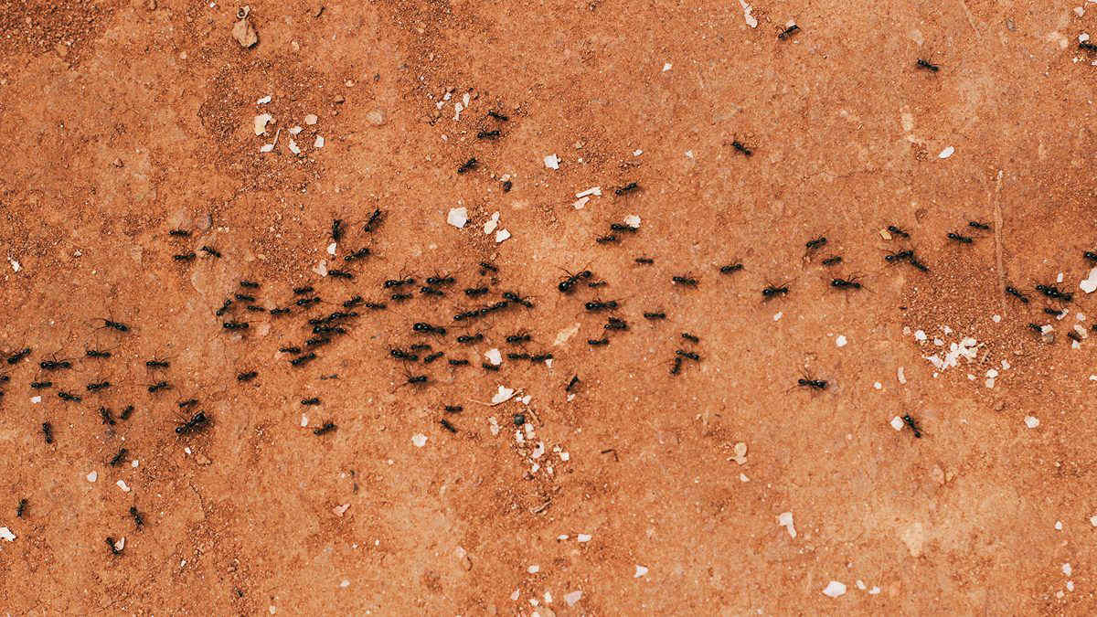 Kenya: invasione senza precedenti di formiche nella savana