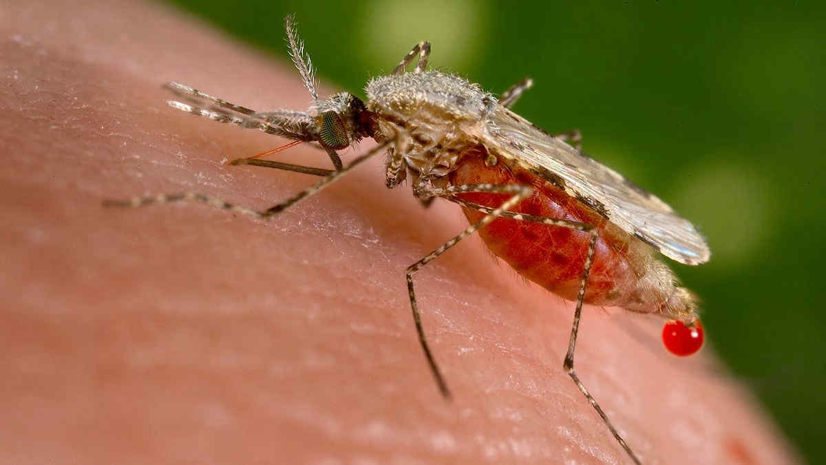 Puglia, controlli per la malaria e la zanzara Anopheles