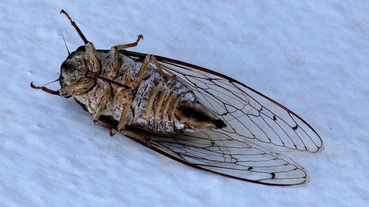 Usa, invasione di cicale: si attendono migliaia di insetti ad aprile. Perché ogni 221 anni?