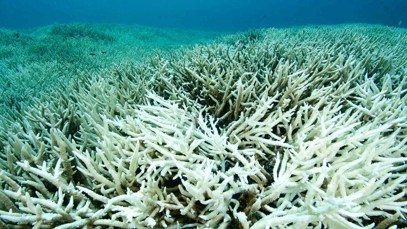 Le barriere coralline rischiano il peggiore sbiancamento globale della storia