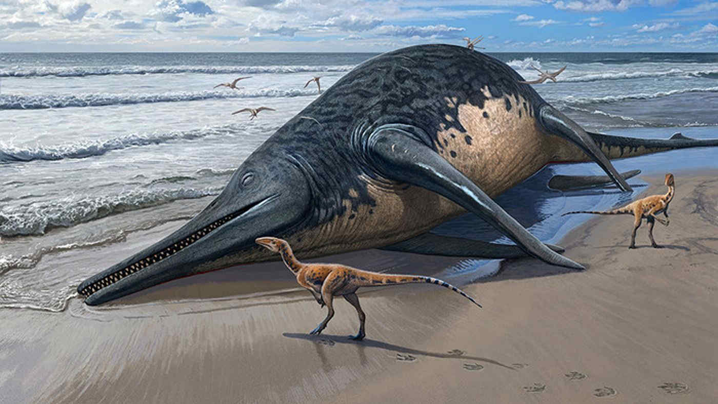 Paleontologa a 11 anni: trova in spiaggia i resti del più grande rettile marino, un ittiosauro di 25 metri