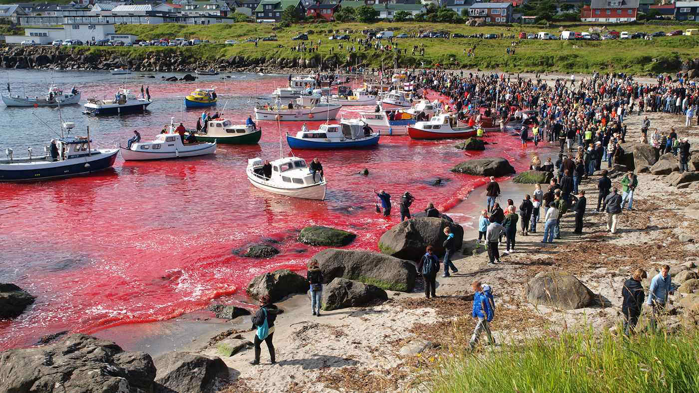 “Fermate il massacro delle balene pilota alle Isole Faroe”: l’appello per le elezioni europee