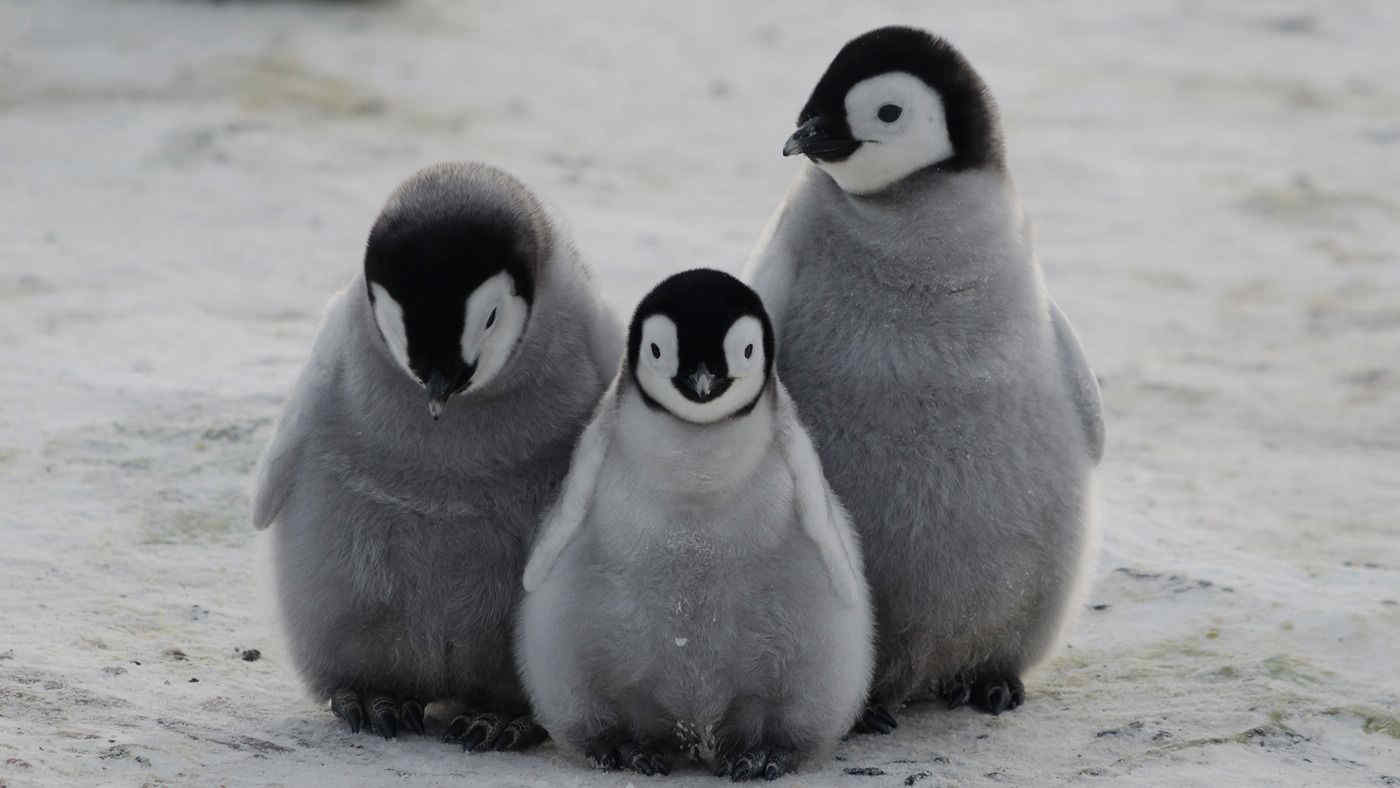 Buco dell’ozono sempre “ben aperto” in Antartide: cuccioli di pinguini e foche a rischio