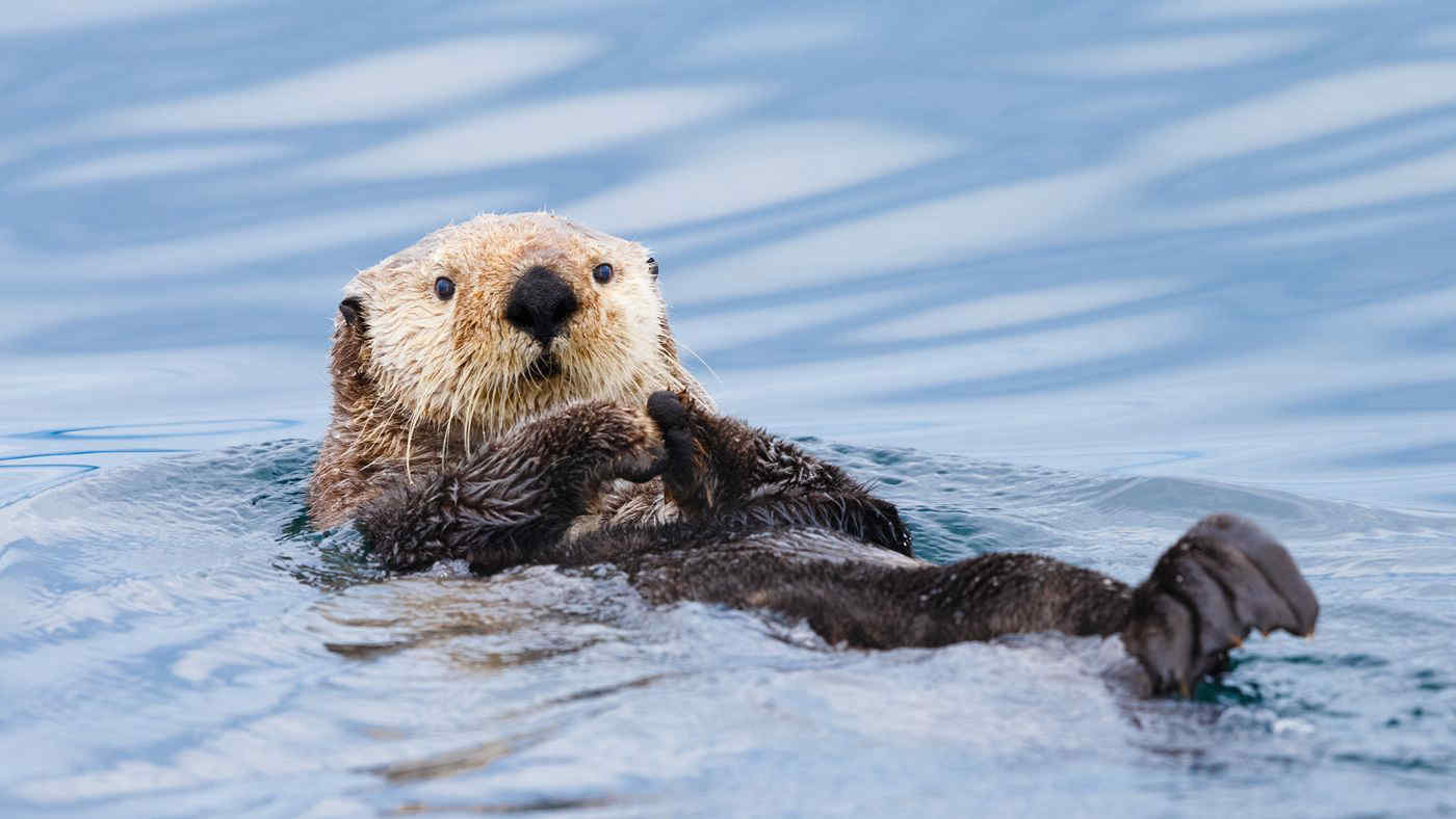 29 maggio, Giornata Mondiale della Lontra: ultimi dati del Wwf sul raro mammifero