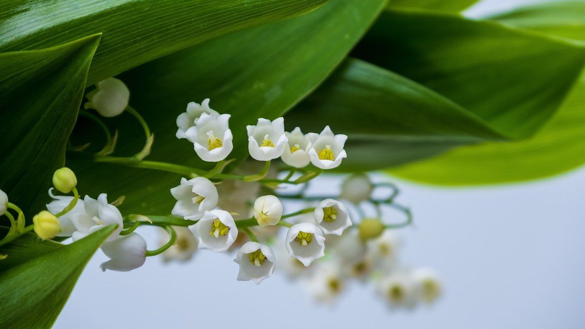 Come prendersi cura del mughetto, profumatissimo fiore simbolo di primavera