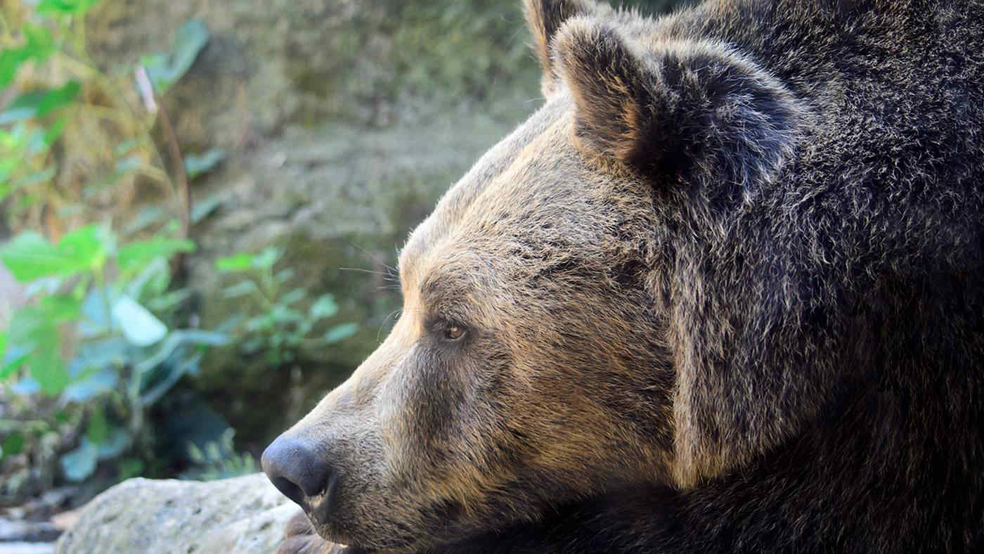 L’orso marsicano rischia l’estinzione sull’Appennino. La campagna Wwf: “Ne sono rimasti 50-60”
