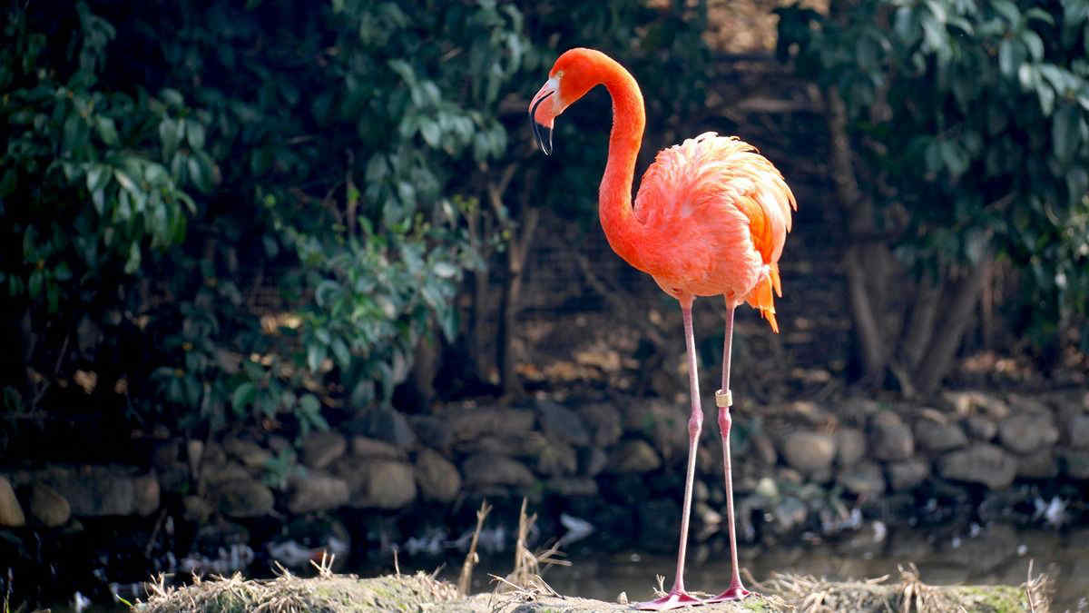 Il fenicottero Gertrude ha deposto il primo uovo ad una età da record: la storia