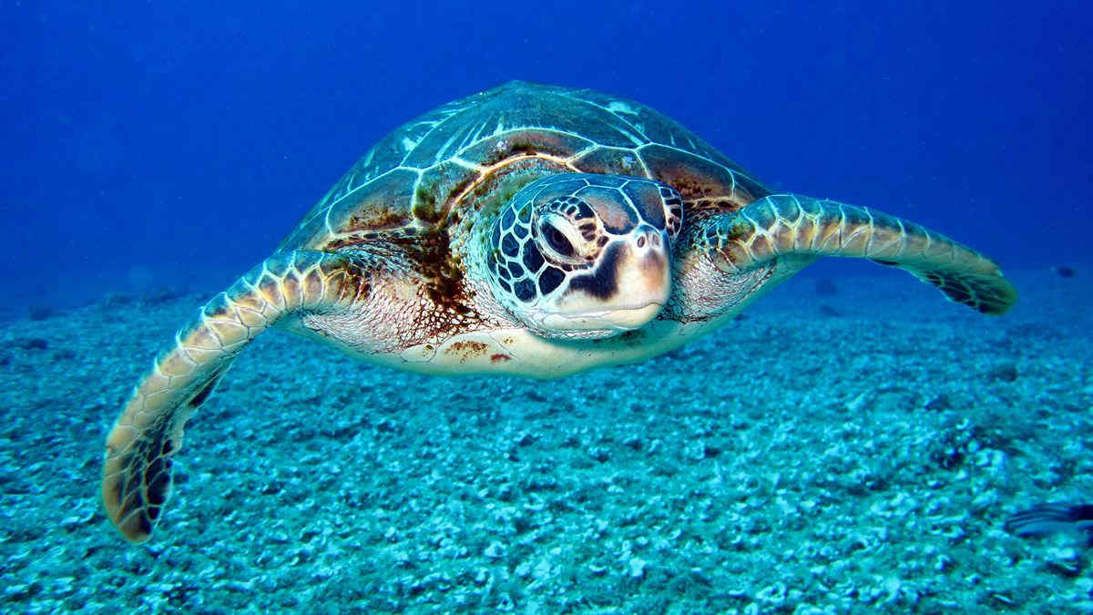 Giornata mondiale delle Tartarughe: 3 gesti per salvaguardarle