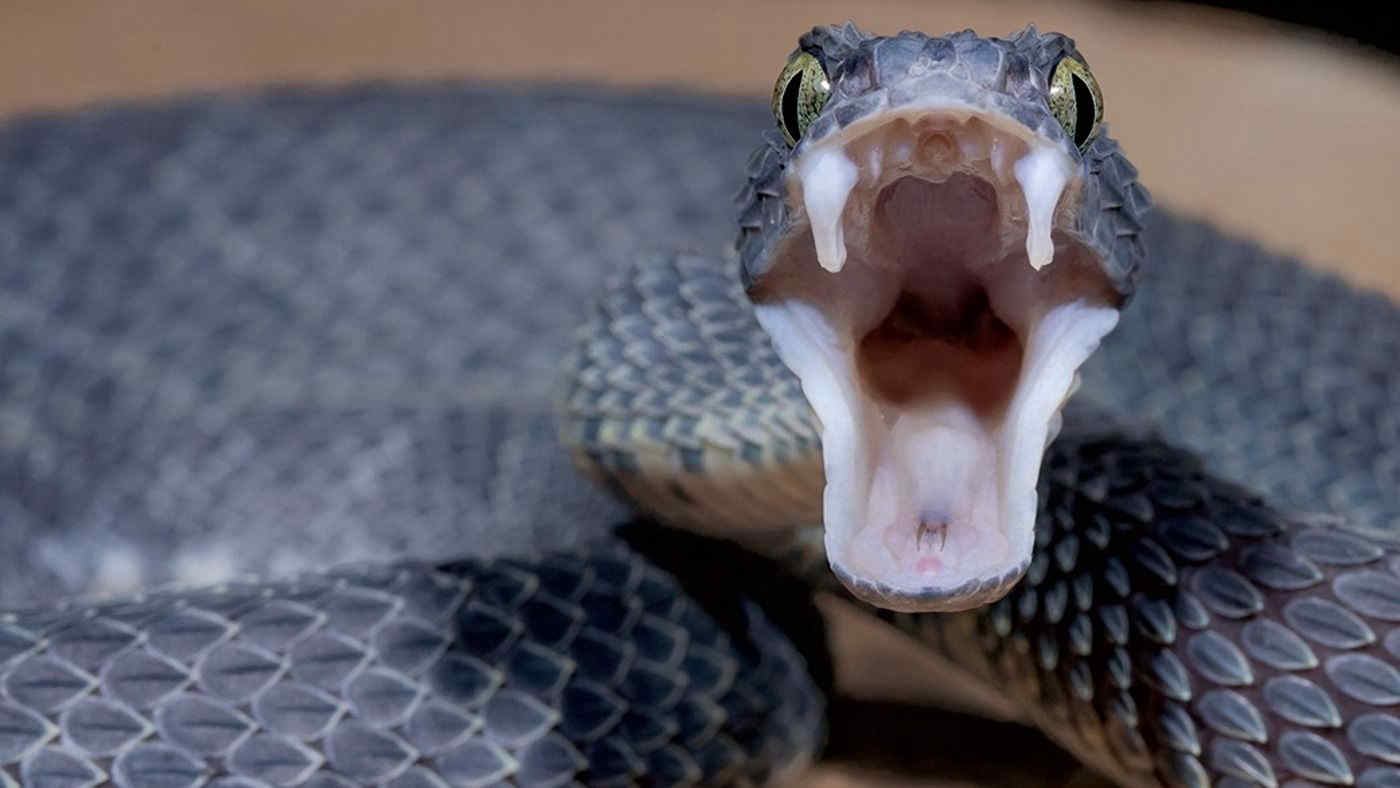 Riscaldamento globale, migrazioni di massa anche per i serpenti velenosi (e le vipere raddoppiano)