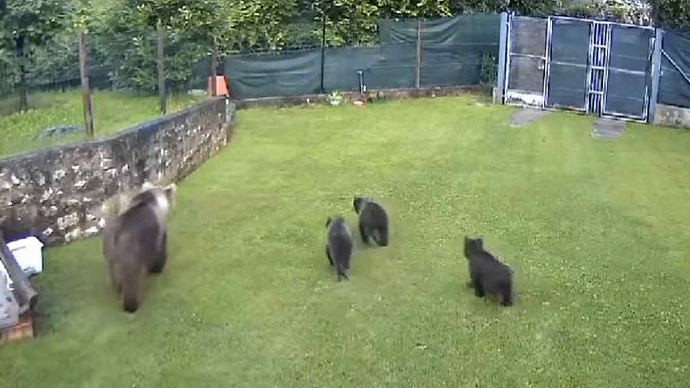 Trento, mamma orsa e i suoi tre cuccioli passeggiano tranquillamente in un giardino privato