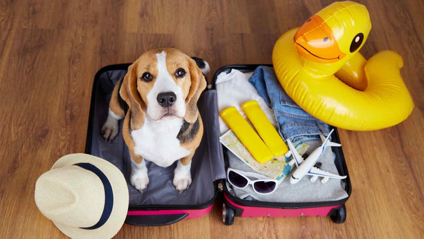 Passaporto per il cane per viaggiare all’estero? Ecco quando serve e come richiederlo