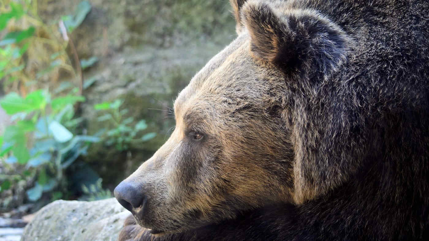 Orso in strada in Trentino durante la festa di paese - Video