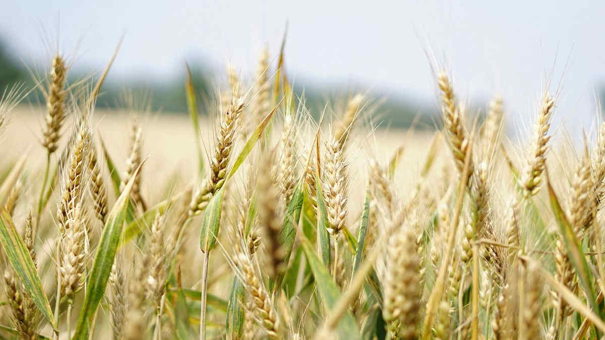 Il grano protagonista delle più suggestive sagre di luglio: ecco le Feste del Grano