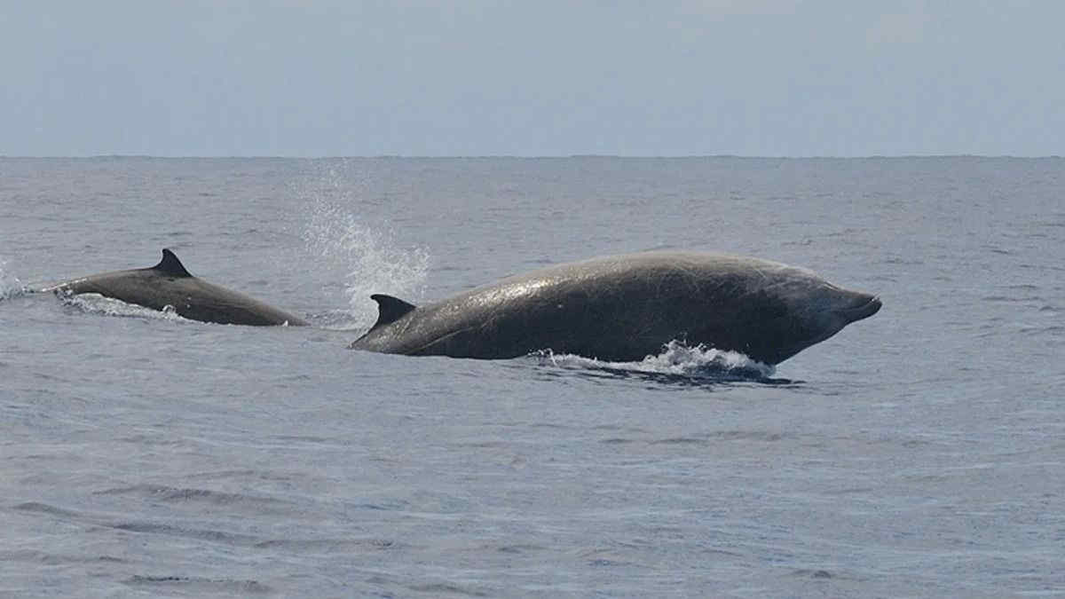 Lo zifio avvistato nel Mar Mediterraneo, ma non è un delfino: conosciamolo meglio