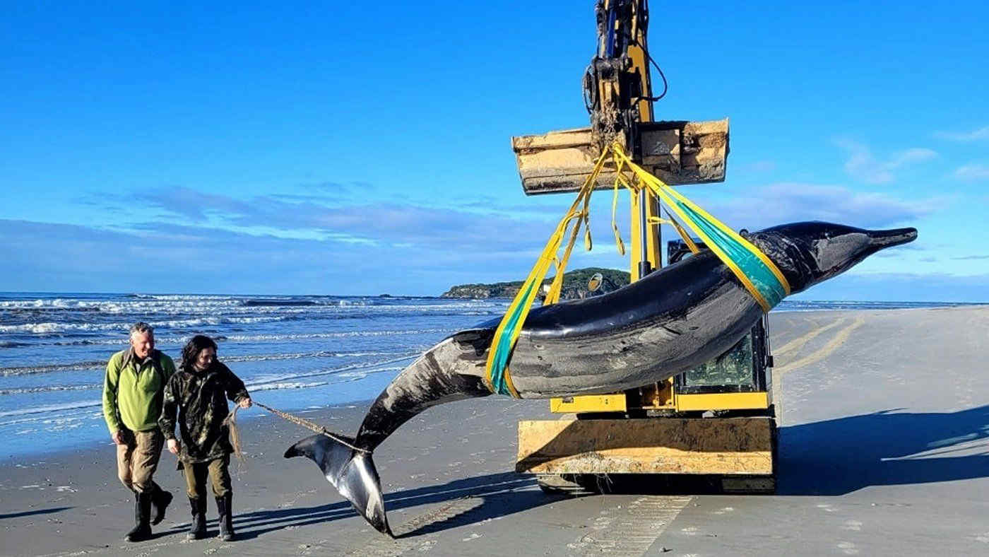 La balena più rara del mondo: ritrovato esemplare in spiaggia in Nuova Zelanda