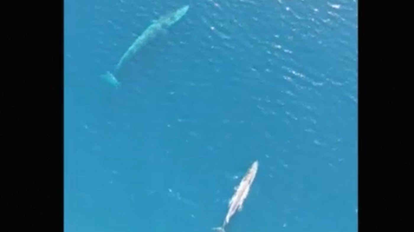 Mamma balena e cucciolo nuotano nelle acque dell’Asinara - Video