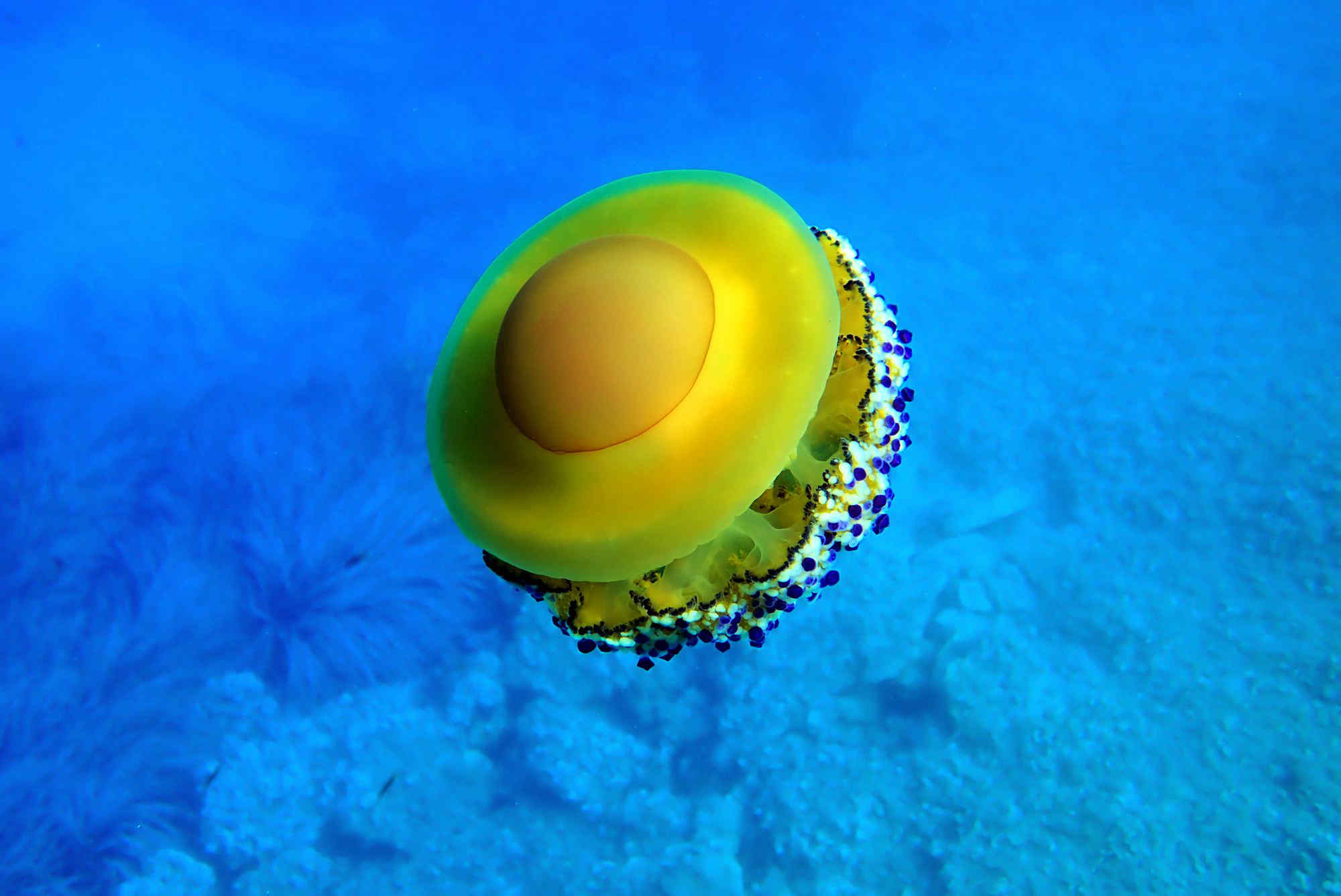 La medusa "uovo fritto" invade le coste italiane