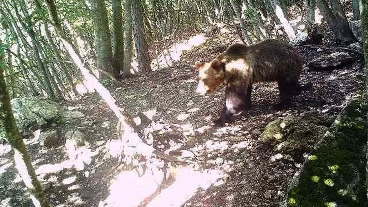 Ordinato l’abbattimento dell’orsa che ha ferito un turista in Trentino