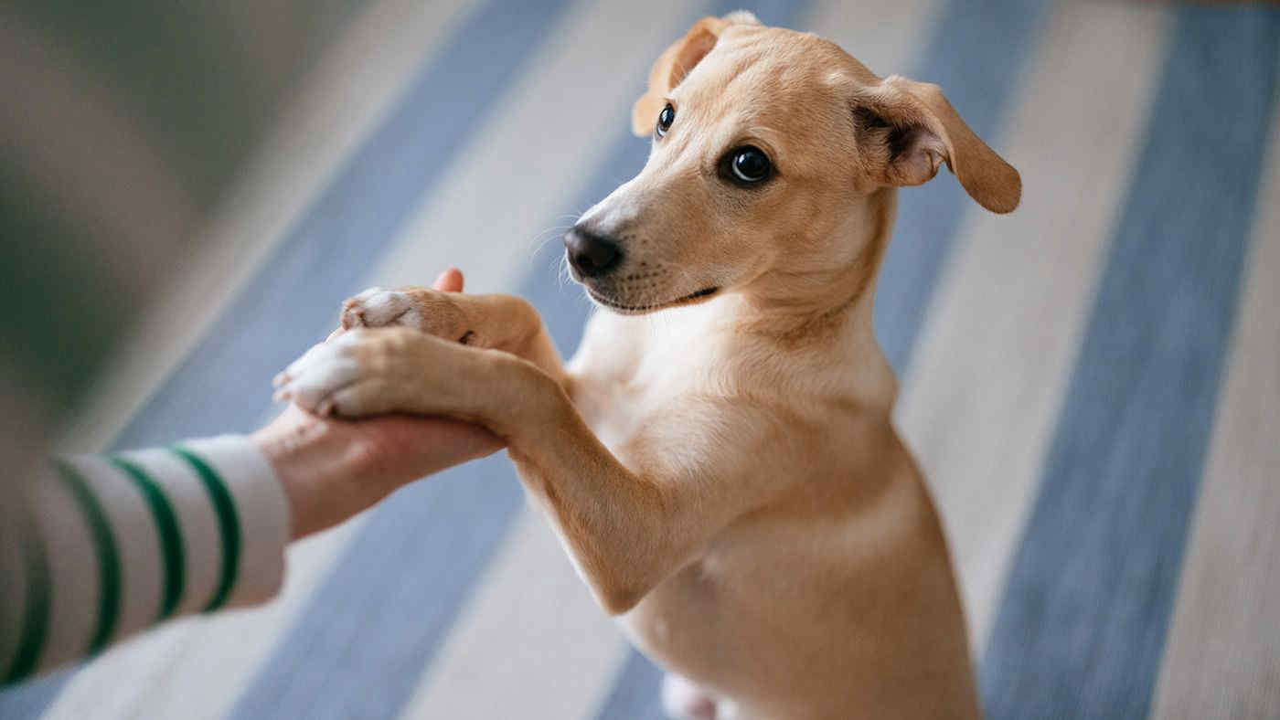 Giornata mondiale del cane 2024, oggi 26 agosto: un amico per tutta la società