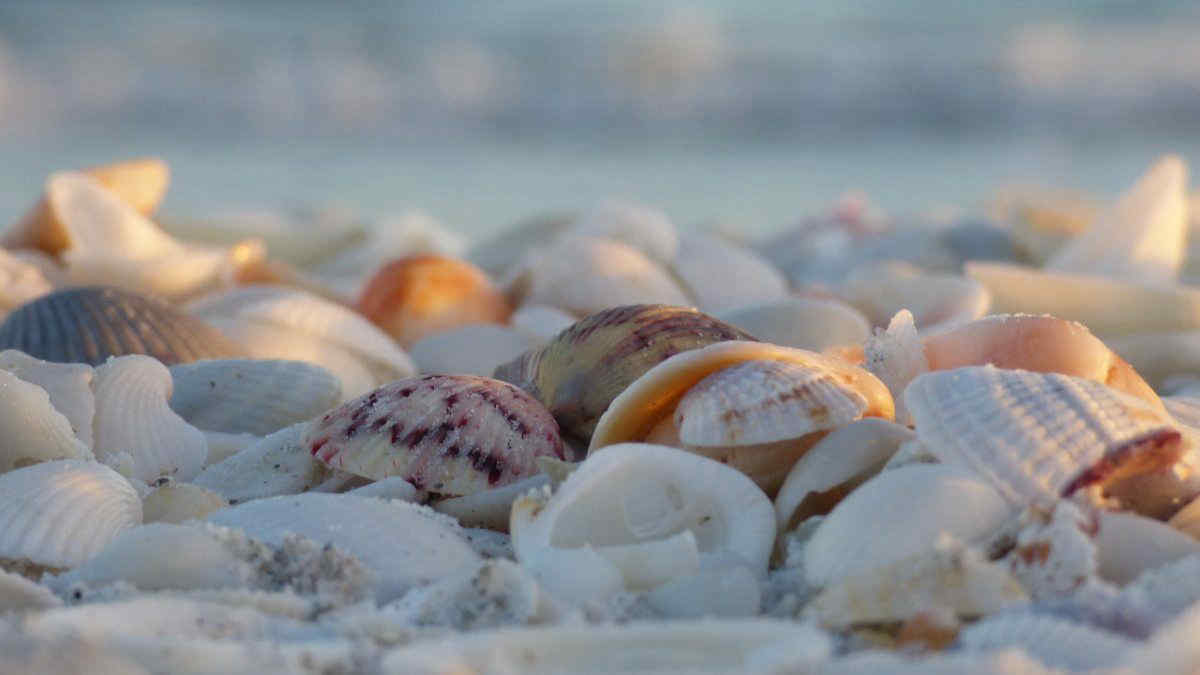 Hai trovato delle conchiglie bucate sulla spiaggia? La spiegazione dei fori e nelle leggi della natura