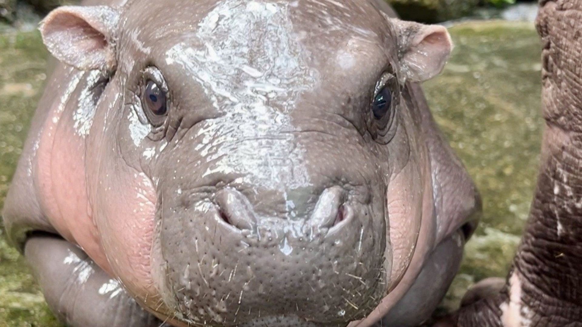 Baby ippopotamo pigmeo di uno zoo thailandese diventa una star del web: video