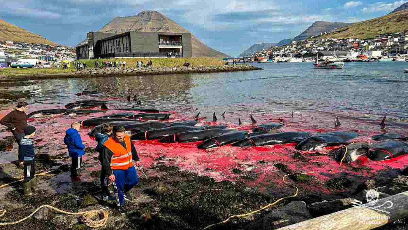 Prosegue la strage di balene e delfini alle isole danesi Faroe: perché?