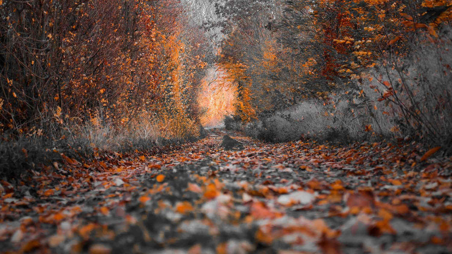 Foliage 2024: ecco dove ammirare questo magico spettacolo naturale