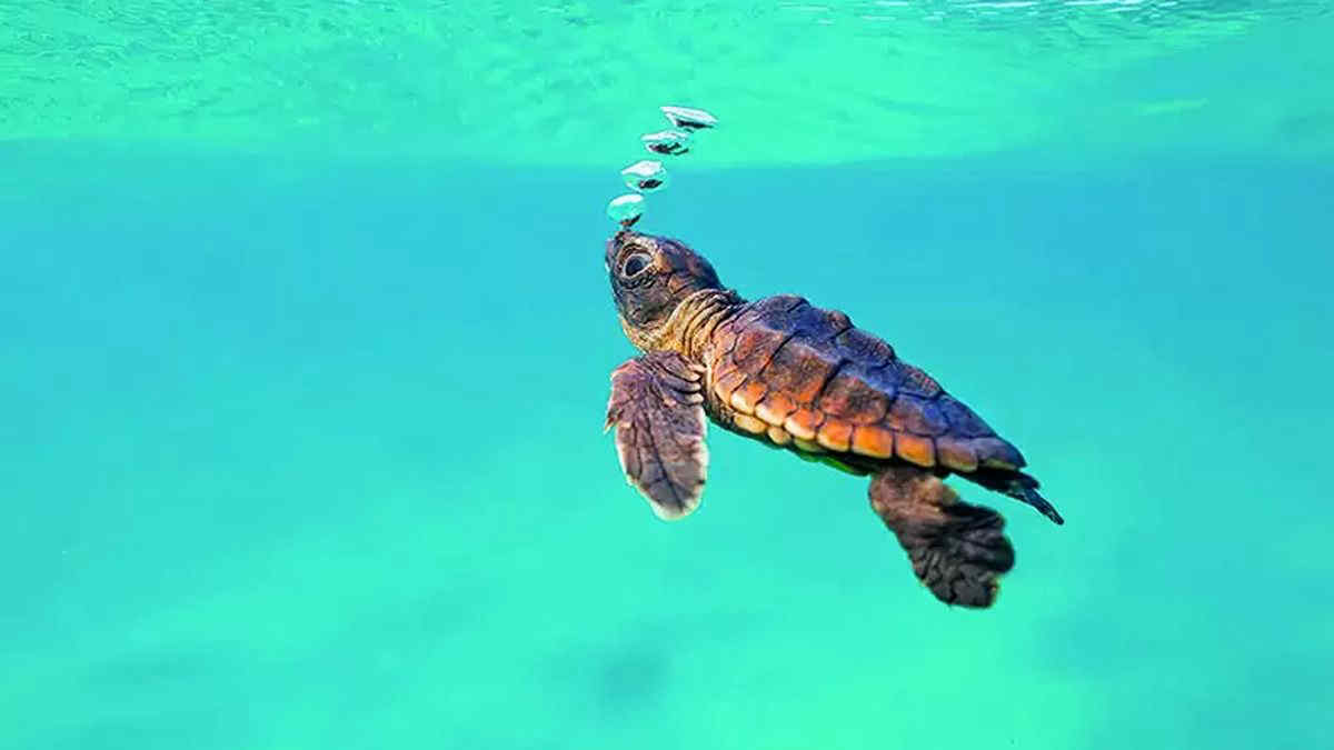 Tartarughe marine: record di nidi sulle spiagge italiane