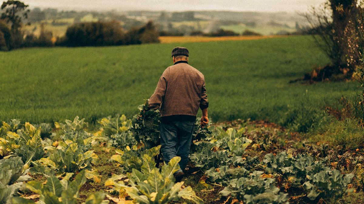 Quali lavori fare nell'orto a ottobre?