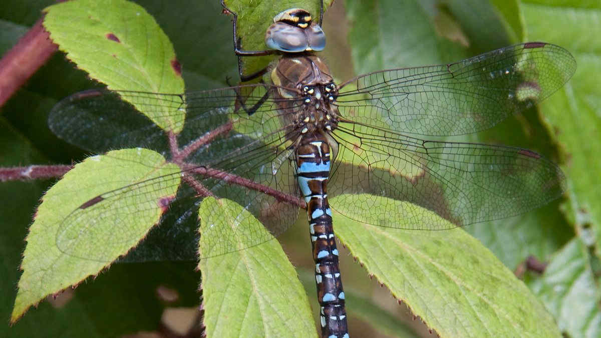 Fingersi morta per evitare le attenzioni dei maschi: la strategia (da brividi) della libellula della specie Aeshna